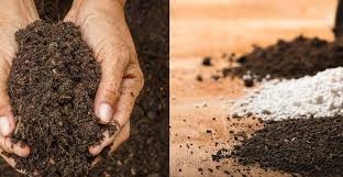 garden soil vs potting mix