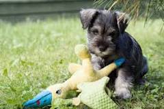 are-schnauzers-mean-dogs