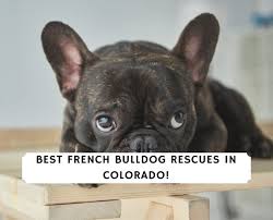 Serviço para animais de estimação. Best French Bulldog Rescues In Colorado 2021 We Love Doodles