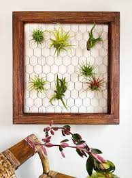 4 Diy Air Plant Holders To Beautify
