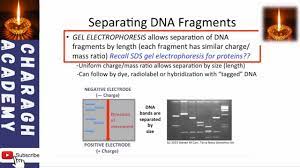 separating dna fragments gel