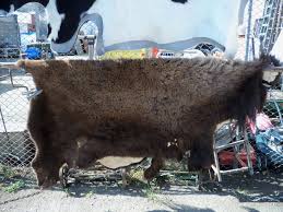 buffalo bison full hides