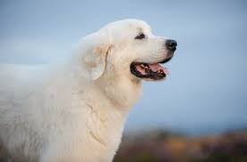 great pyrenees dog breed complete guide