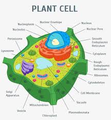 image of plant cell anatomy of an
