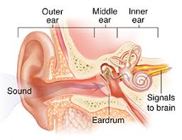 The Middle Ear
