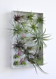 Green Wall Decoration With Air Plants