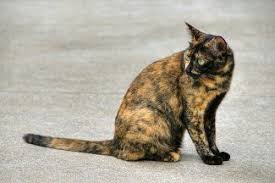 We did not find results for: Jika Ada Kucing Dengan Paduan Warna Putih Oren Mengapa Tidak Ada Kucing Dengan Paduan Warna Hitam Oren Atau Abu Abu Oren Quora