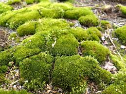 bryophytes mosses liverworts and