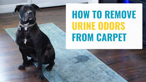 how to remove urine odors from carpet