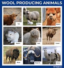 wool a fiber artist s guide knitfarious