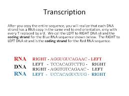 It uses dna as a template to make an transcription is the first part of the central dogma of molecular biology: Replication Transcription Translation Supplementary Material Biological Molecules And