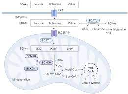 branched chain amino acids metabolism