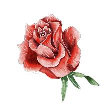 rose drawing stock photos royalty free