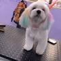 Video for Barking Bubbles Pet Salon