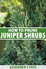 how and when to prune a juniper shrub