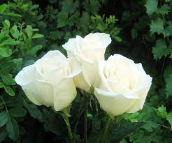 white roses flowers rose flowers