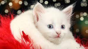 Christmas and Little Cat HD wallpaper ...