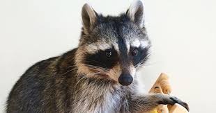 This Raccoon May Be Smarter Than Your Toddler Mnn Mother