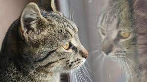 Best cat pictures of all time. Feline Philosophy By John Gray The Wisdom Of Cats Financial Times