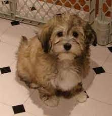 Your search for the perfect havanese puppy has ended! Butler Is An Adoptable Havanese Dog In Barneveld Wi Butler Is An Adorable Havanese Puppy Born Here To Bonnie Who Was Havanese Puppies Havanese Dogs Havanese