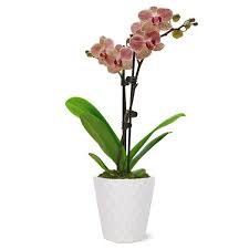 Just Add Ice 15 20 Salmon Petite Orchid Live Plant In 3 White Ceramic Pot House Plant