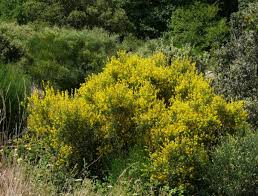Flowering bushes flourish in florida, from the tropical hibiscuses in south florida to the summery hydrangeas in the northern part of the state. Genista Florida A Large Shrub With Pretty Yellow Flowers Gardening On
