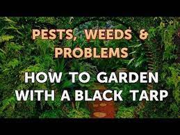 how to garden with a black tarp you