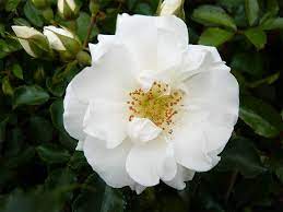 standard rose flower carpet white