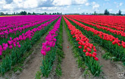 which-tulip-garden-is-the-best-in-seattle