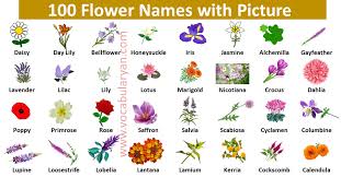 learn the names of 100 flowers in