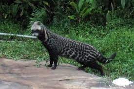 Look through examples of civet translation in sentences, listen to pronunciation and learn grammar. Civet Wikipedia