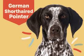 german shorthaired pointer gsp dog