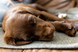 Check spelling or type a new query. Do Puppies Sleep A Lot When They Should Sleep All Night Pawtracks