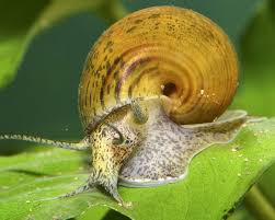 how long do snails live 7 best tips