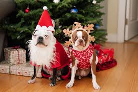 152 best christmas dog names festive