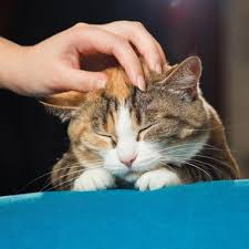 And there are many reasons your cat can have a dry, warm nose that have nothing to do with health. Why Do My Cat S Ears Feel Hot Causes And Solutions