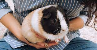 guinea pig nail clipping how to trim