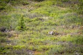 Sport hunting is prohibited within denali national park, including designated wilderness lands and the 1980 park additions. A Wolf In The Wilderness Of Denali National Park In Alaska Stock Photo Picture And Royalty Free Image Image 143601577