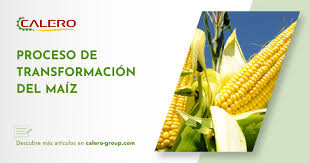proceso de transformación del maíz