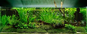 an aquarium with live plants