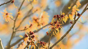 Maybe you would like to learn more about one of these? Warm Wet Winter Has Some Wnc Trees Blooming Early Wlos