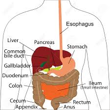 Digestive System Chart Digestive Organs In A Human Body Vector
