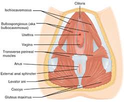 The levator ani muscles are the largest group of muscles in the pelvis. Pelvis Wikipedia