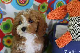 When you adopt one of our beautiful cavapoo or cavapoochon puppies, you are adopting from a breeder who looks forward to a relationship with you for many years to come. Cavapoo Puppies Foxglove Farm