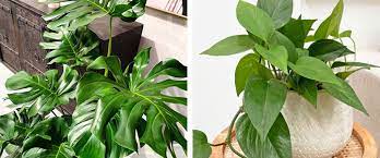 Tropical Indoor Plants How To Grow