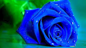 wet blue rose wet rose flowers