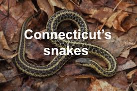 The following species make up the vast majority of lizard sightings in california. Connecticut S Snakes