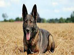kolkata cops to induct dog breed that