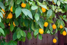 how to plant and grow a meyer lemon tree