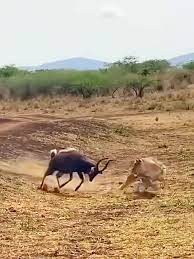 sable antelope vs lion｜TikTok Search